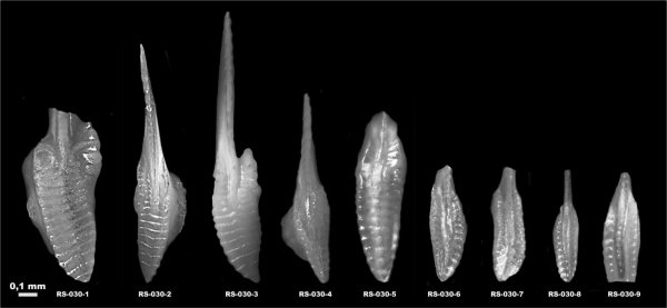 гжельский ярус, Русавкино, конодонты, Conodonta, платформенные элементы, Idiognathodus