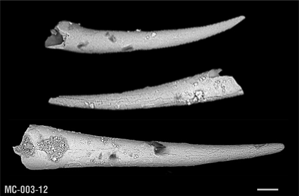Sarcopterygii, фамен, Onychodontidae