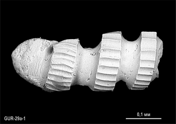 нижний карбон, серпуховский ярус, тарусский подъярус