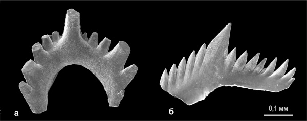 конодонты, каширский горизонт