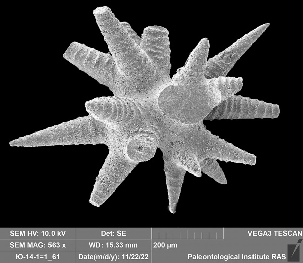 губки, спикулы