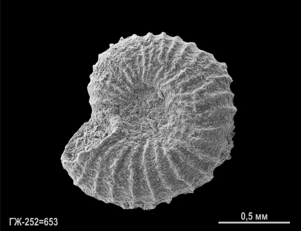 гжельский ярус, Microconchida