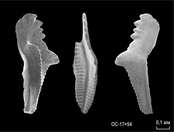 конодонты, каширский подъярус, Adetognathus
