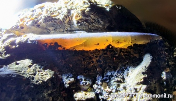 белемниты, мел, Belemnitida