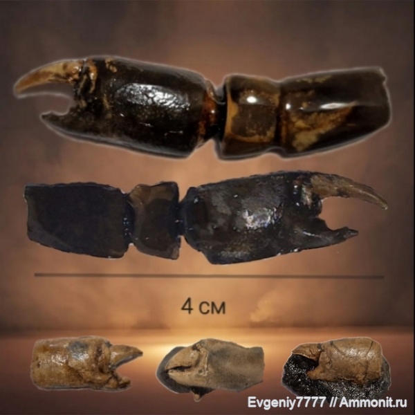 ракообразные, раки, маастрихт, Protocallianassa, Краснодарский край, Maastrichtian, Protocallianassa faujasi