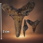 Помогите определить зуб акулы!