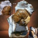 Аммонит в септарии