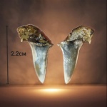 Помогите определить зуб акулы!