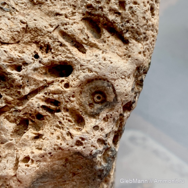 Глеб Мазепа