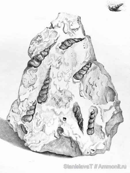 гастроподы, моллюски, палеоген, палеоцен, кайнозой, Turritellidae