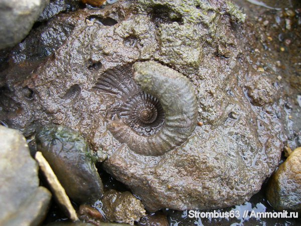 аммониты, р. Волга, Ammonites