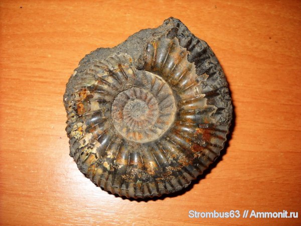 аммониты, Epivirgatites, р. Волга, Ammonites