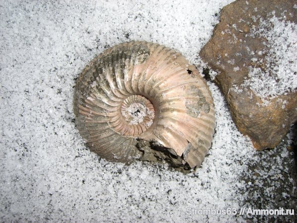 аммониты, Cadoceras, р. Волга, ?, Cadoceratinae, Cardioceratidae, Ammonites