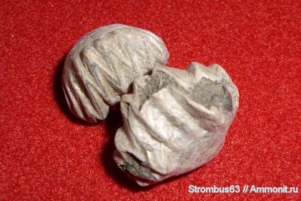 брахиоподы, р. Волга, Ivanoviella