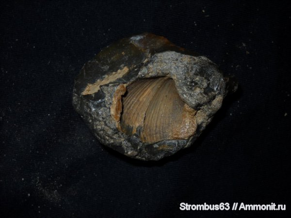 Choristites, Spiriferida