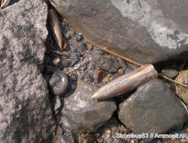 белемниты, юрский период, р. Волга, Jurassic, belemnites