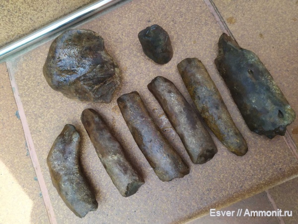 Ископаемые киты