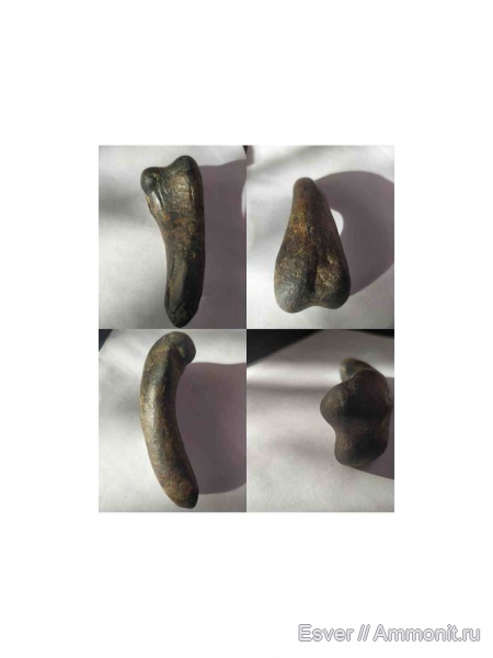 черепахи, Trionyx