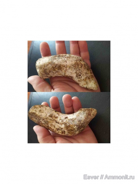 киты, рёбра