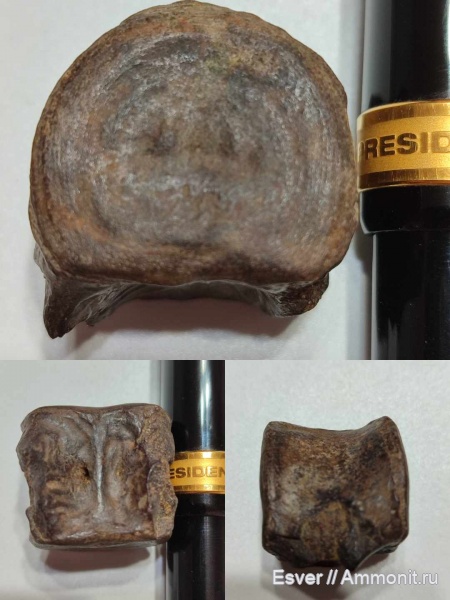 цетотерий кит