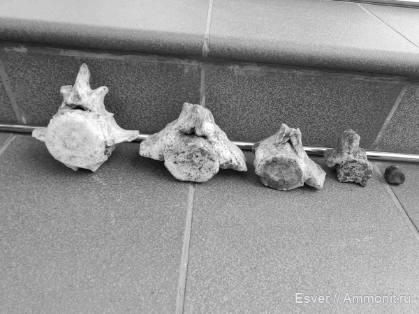 киты, Неоцен