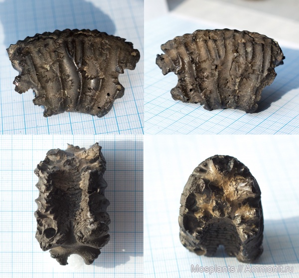 аммониты, лопастные линии