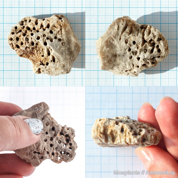 кораллиты, syringoрora