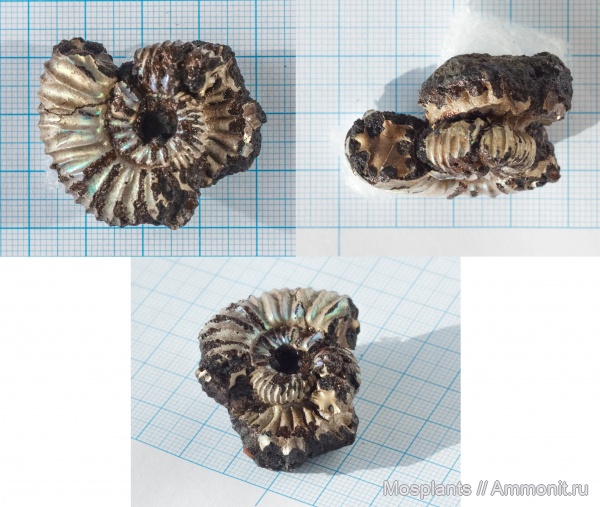 аммониты, глина