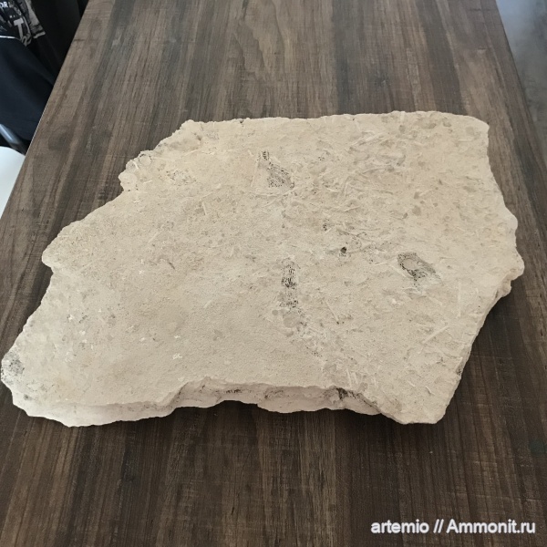 карбон, ругозы, иглы, Дюки