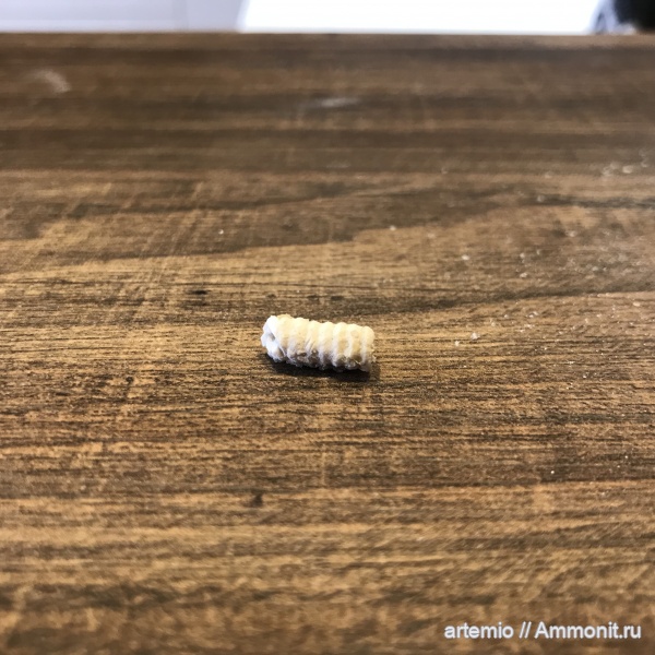 карбон, Дюки, ствол, лилия