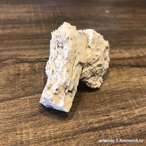 карбон, ругозы, Дюки, ствол