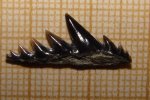 зуб акулы Notidanodon cf. lanceolatus