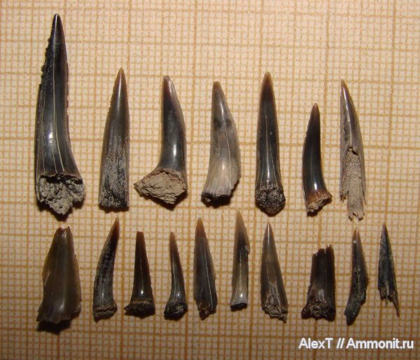 акулы, нижний мел, Крым, апт, Aptian, Lower Cretaceous, sharks