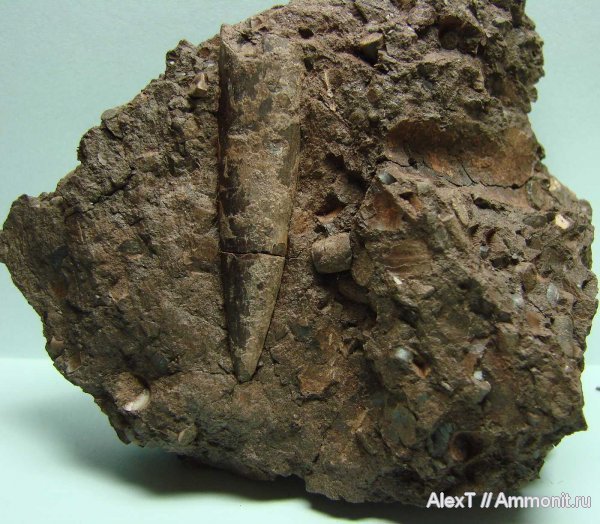 белемниты, юра, Крым, тоар, Toarcian, Jurassic, belemnites