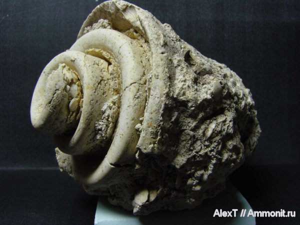 эоцен, брюхоногие моллюски, Крым