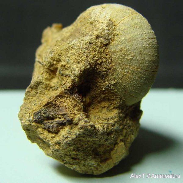 морские ежи, нижний мел, Крым, готерив, Discoidea karakaschi, Discoidea, Hauterivian, Lower Cretaceous, нижний готерив