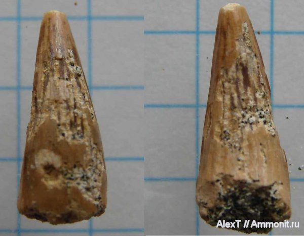 крокодилы, зубы, палеоцен, Крым, teeth