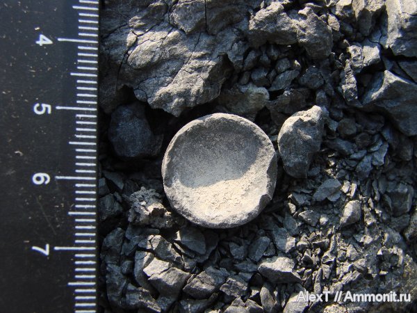 триас, головоногие моллюски, Крым, аулакоцератиды, Ausseites, Triassic