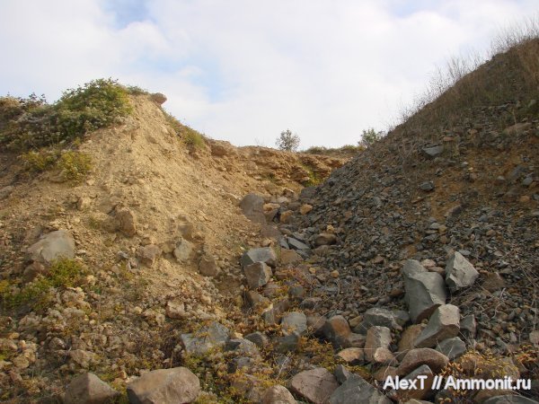 кораллы, нижний мел, Крым, готерив, Hauterivian, Lower Cretaceous