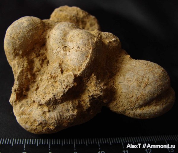 морские ежи, нижний мел, Крым, готерив, Toxaster, Toxaster retusus, Hauterivian, Lower Cretaceous, нижний готерив