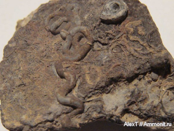 серпулы, Крым, Serpulidae, верхняя юра, Upper Jurassic