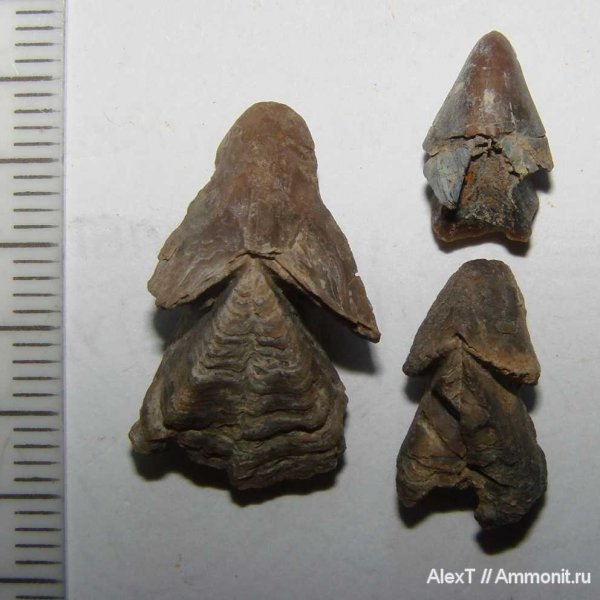 нижний мел, Крым, апт, ринхолиты, Hadrocheilus, Aptian, Lower Cretaceous