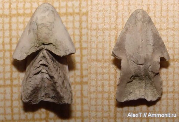 нижний мел, Крым, апт, аптихи, ринхолиты, Aptychi, Aptian, Lower Cretaceous