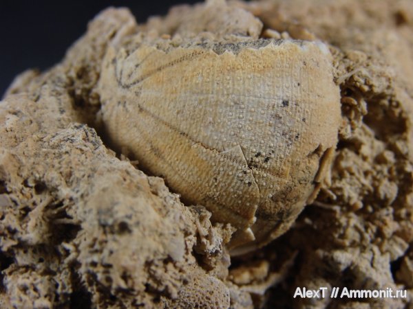 морские ежи, нижний мел, Крым, готерив, Discoidea karakaschi, Discoidea, Hauterivian, Lower Cretaceous, нижний готерив