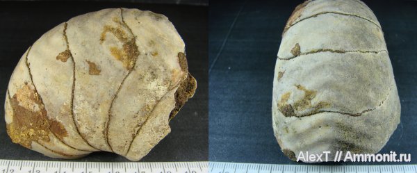 нижний мел, Крым, баррем, Nautilida, Barremian, Lower Cretaceous