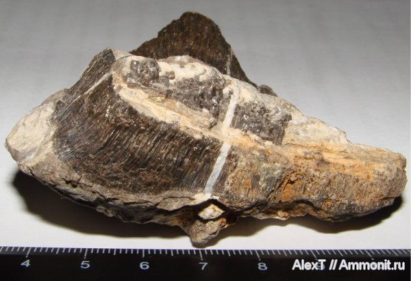 хететес, Chaetetes, Крым, верхняя юра, титон, Tithonian, Upper Jurassic