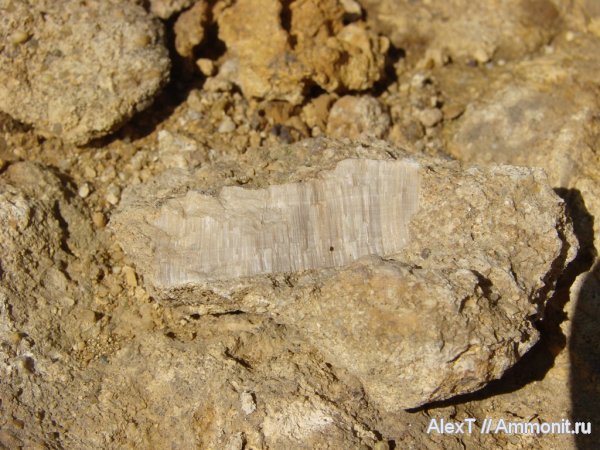 хететес, Chaetetes, Крым, нижняя юра, лейас, Lower Jurassic