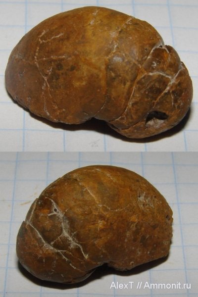 наутилусы, нижний мел, Крым, баррем, Barremian, Lower Cretaceous