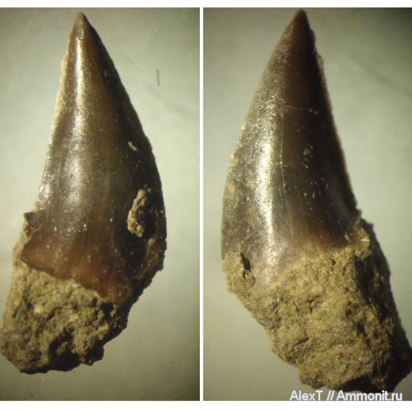 акулы, Крым, верхняя юра, Upper Jurassic, sharks