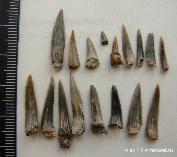 зубы, акулы, Sphenodus, нижний мел, Крым, апт, Aptian, Lower Cretaceous, teeth, sharks